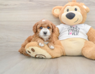 8 week old Poodle Puppy For Sale - Lone Star Pups