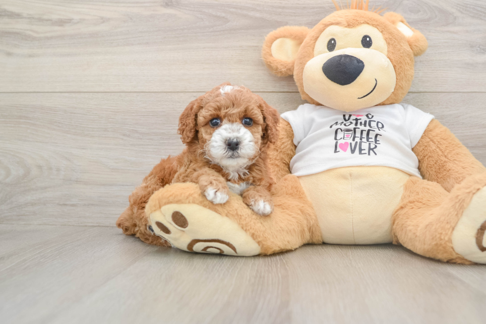 Little Poodle Baby
