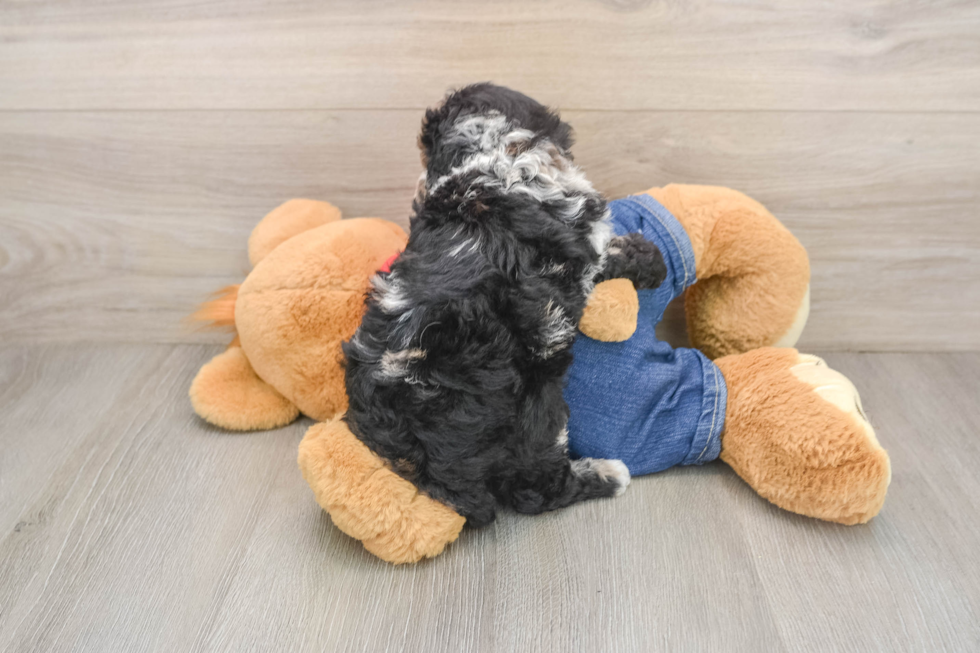 Poodle Pup Being Cute