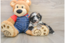 Poodle Pup Being Cute