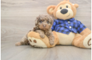 Funny Poodle Purebred Pup
