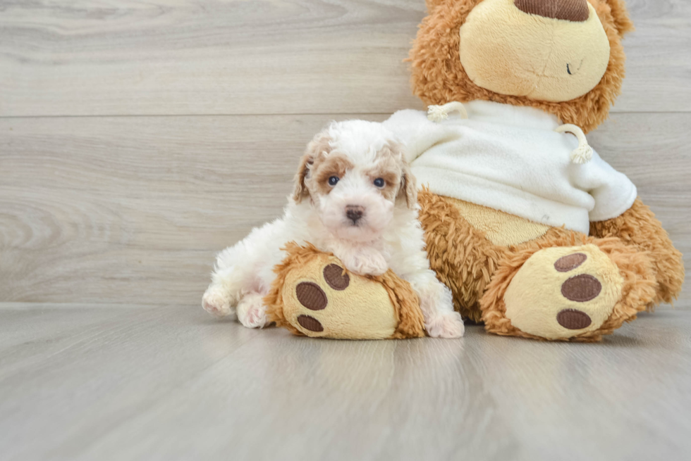 Popular Poodle Purebred Pup