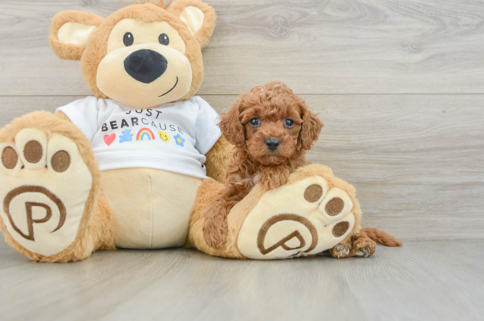5 week old Poodle Puppy For Sale - Lone Star Pups
