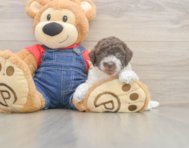 7 week old Poodle Puppy For Sale - Lone Star Pups