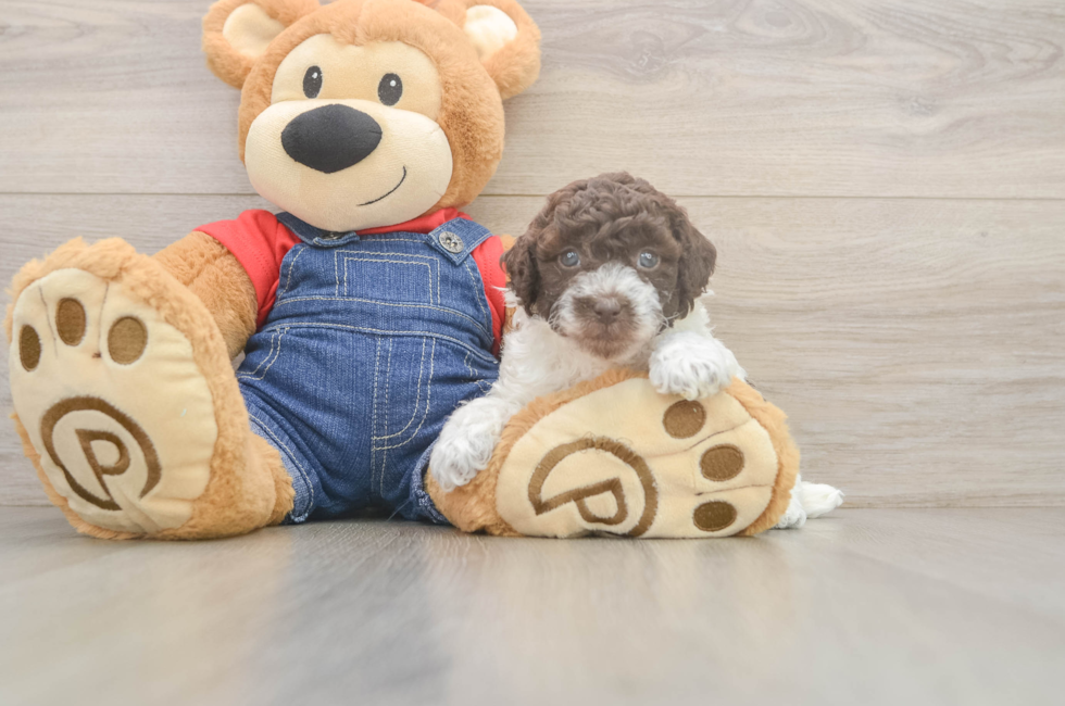 5 week old Poodle Puppy For Sale - Lone Star Pups