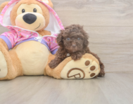 7 week old Poodle Puppy For Sale - Lone Star Pups