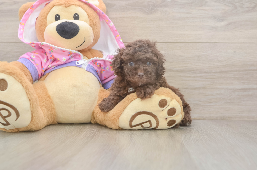 5 week old Poodle Puppy For Sale - Lone Star Pups