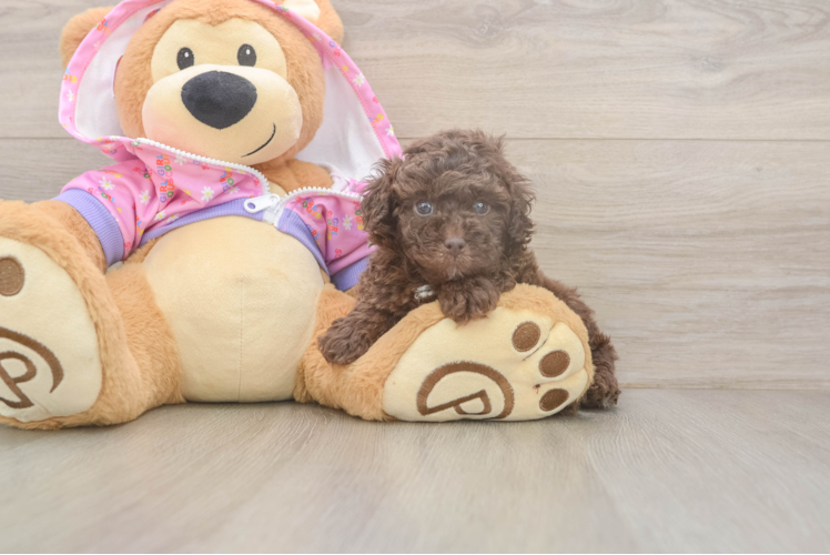 Meet Jaden - our Poodle Puppy Photo  1/3 - Lone Star Pups Best Poodle Baby