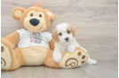 Funny Poodle Baby