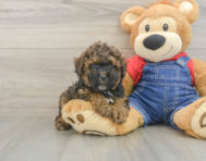 8 week old Poodle Puppy For Sale - Lone Star Pups
