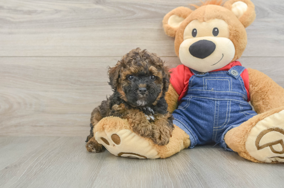 6 week old Poodle Puppy For Sale - Lone Star Pups
