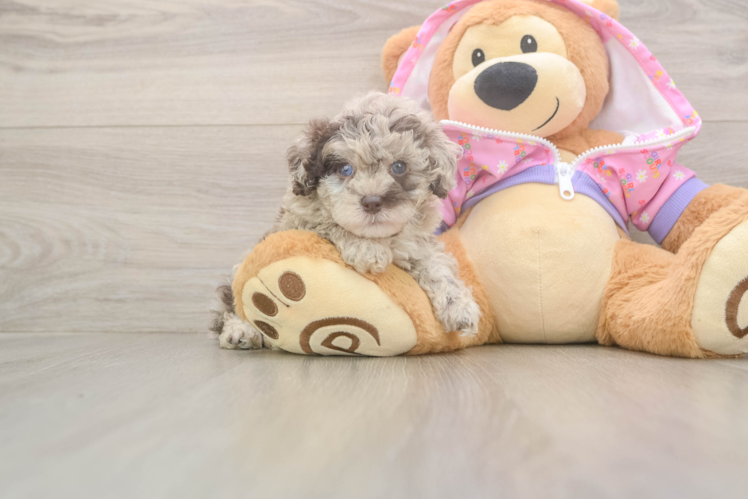 Friendly Poodle Baby