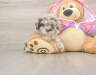 9 week old Poodle Puppy For Sale - Lone Star Pups