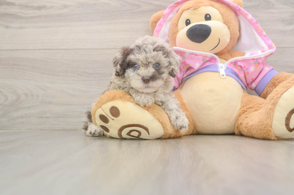 Friendly Poodle Baby