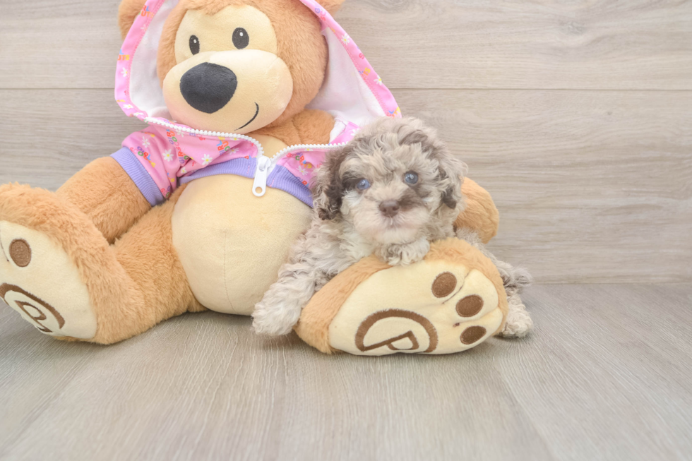 Poodle Pup Being Cute