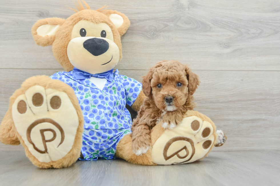 7 week old Poodle Puppy For Sale - Lone Star Pups