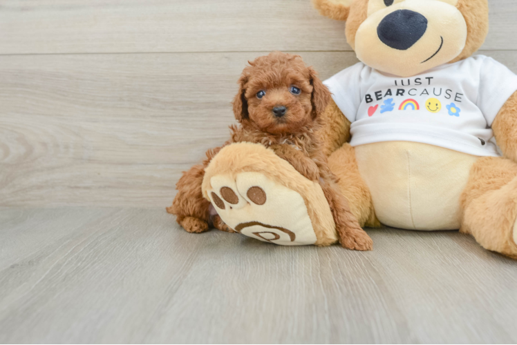 Friendly Poodle Baby