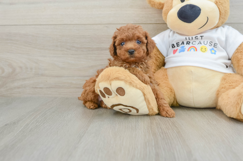 5 week old Poodle Puppy For Sale - Lone Star Pups