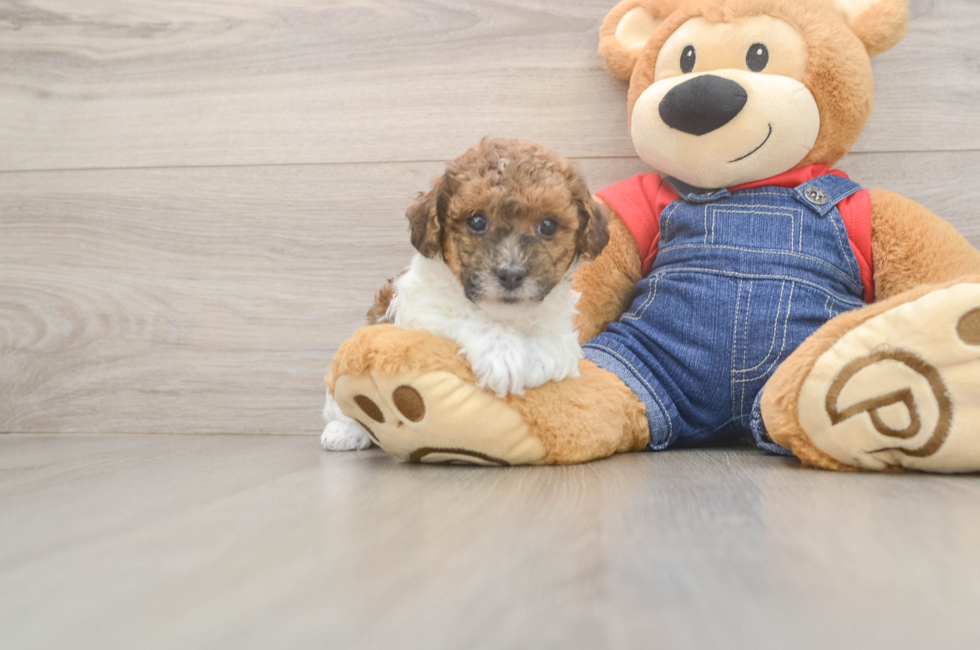 5 week old Poodle Puppy For Sale - Lone Star Pups