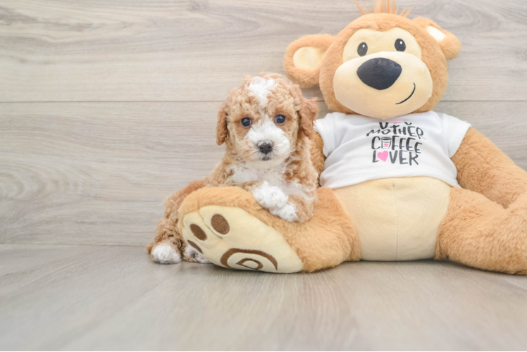 Cute Pudel Purebred Puppy
