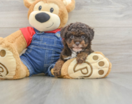 9 week old Poodle Puppy For Sale - Lone Star Pups