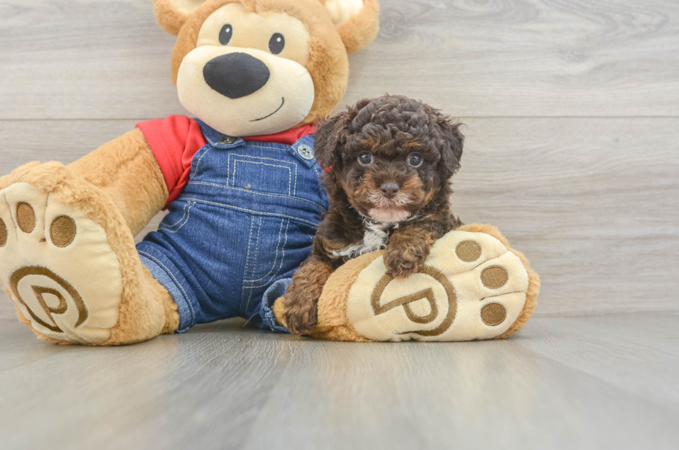 6 week old Poodle Puppy For Sale - Lone Star Pups