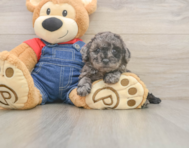 7 week old Poodle Puppy For Sale - Lone Star Pups