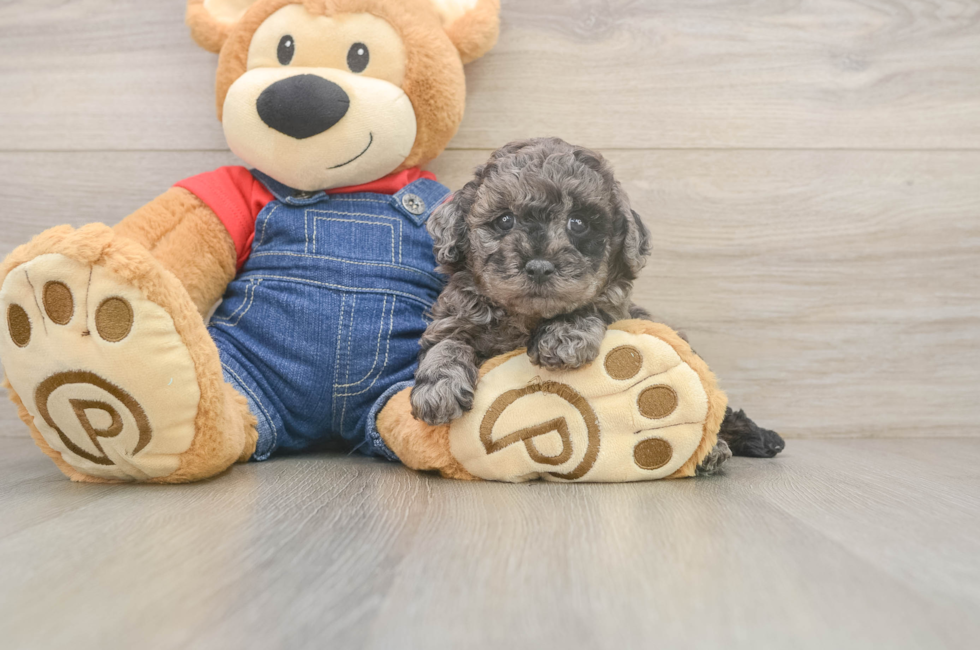 5 week old Poodle Puppy For Sale - Lone Star Pups