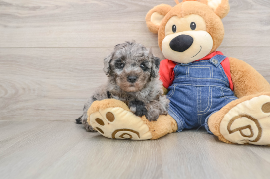 Hypoallergenic Poodle Purebred Pup