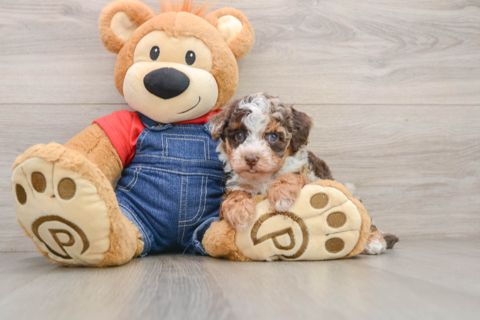 Popular Poodle Purebred Pup