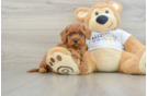 Poodle Puppy for Adoption