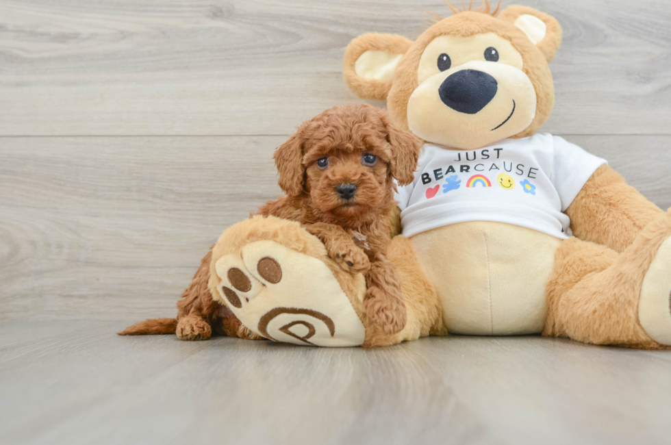 5 week old Poodle Puppy For Sale - Lone Star Pups