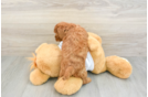 Best Poodle Baby