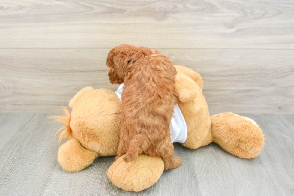 Best Poodle Baby