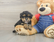 8 week old Poodle Puppy For Sale - Lone Star Pups