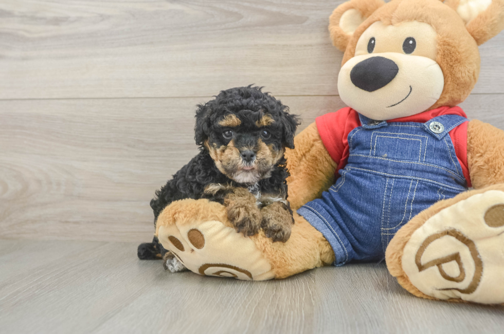 6 week old Poodle Puppy For Sale - Lone Star Pups