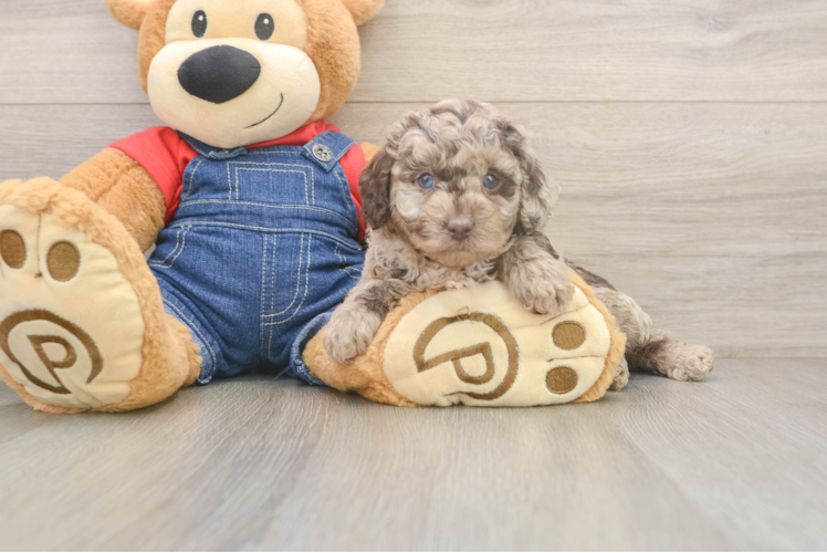 Poodle Pup Being Cute