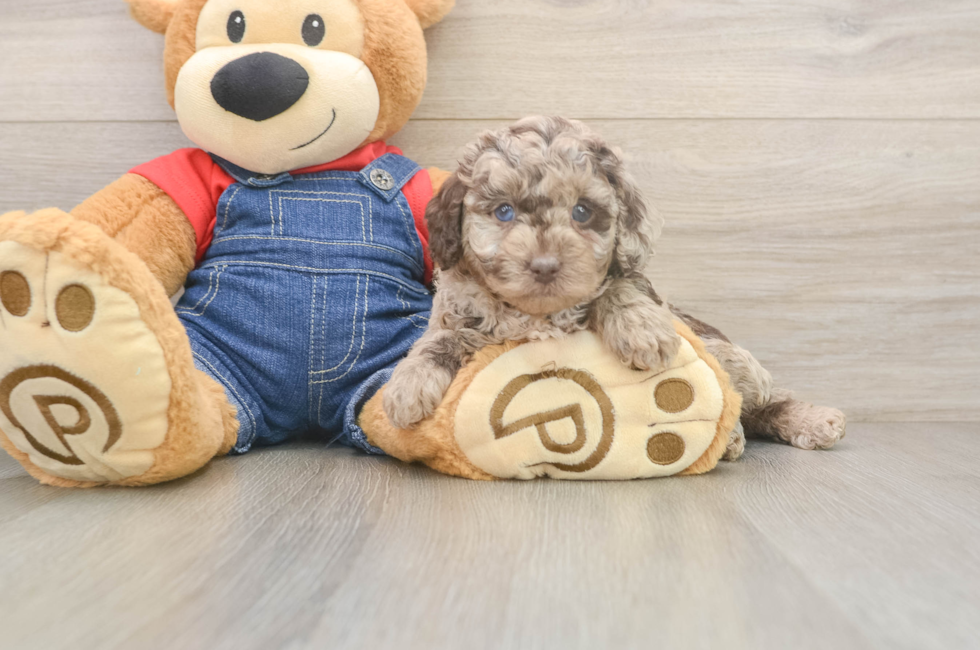 5 week old Poodle Puppy For Sale - Lone Star Pups