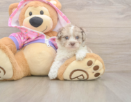 7 week old Poodle Puppy For Sale - Lone Star Pups