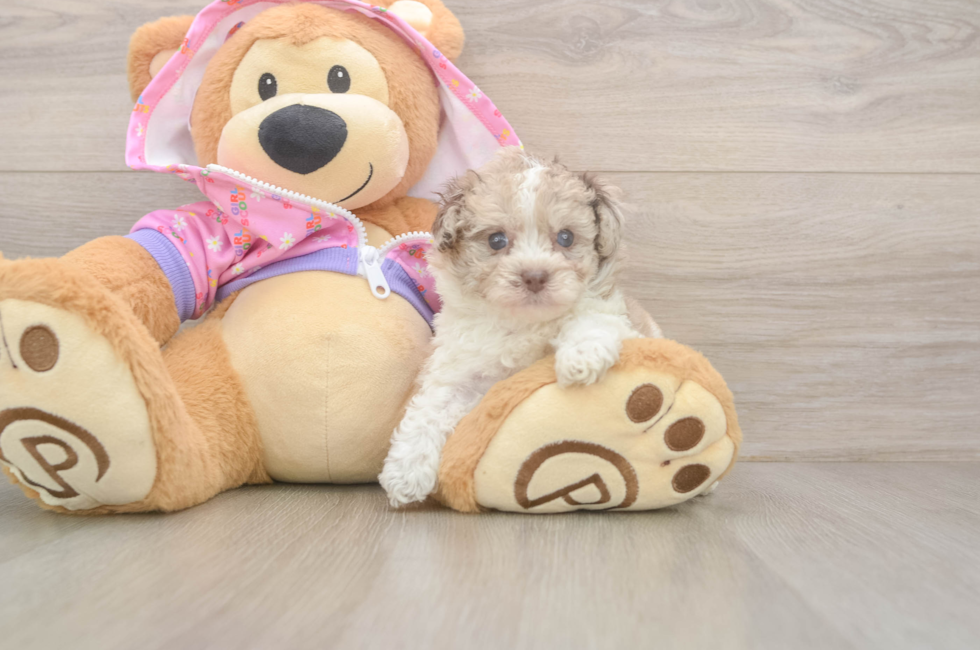 5 week old Poodle Puppy For Sale - Lone Star Pups