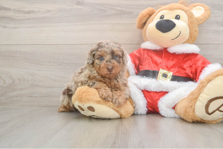 Poodle Pup Being Cute