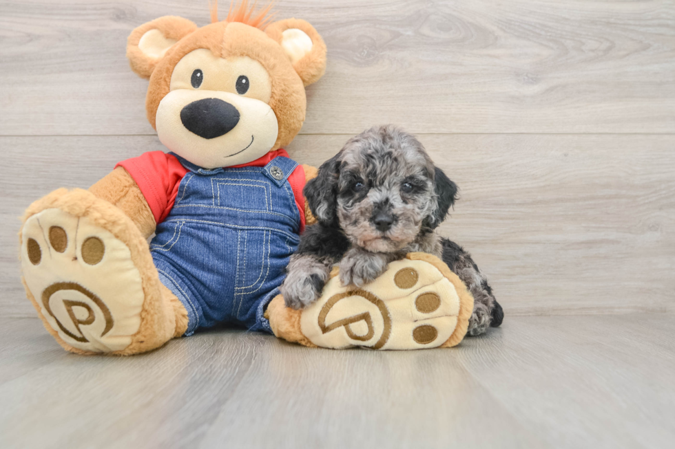 Poodle Puppy for Adoption