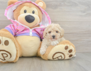 10 week old Poodle Puppy For Sale - Lone Star Pups