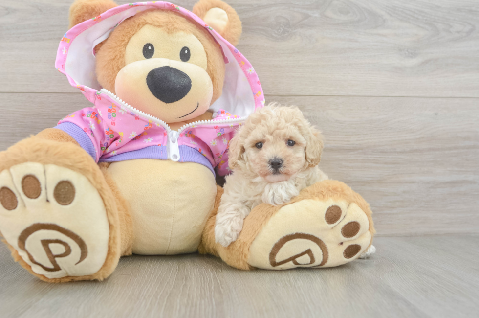 5 week old Poodle Puppy For Sale - Lone Star Pups