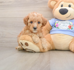 8 week old Poodle Puppy For Sale - Lone Star Pups