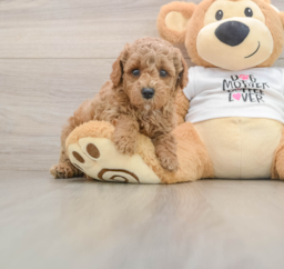 7 week old Poodle Puppy For Sale - Lone Star Pups