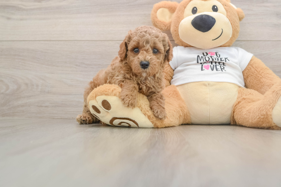 Best Poodle Baby
