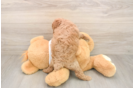Poodle Pup Being Cute