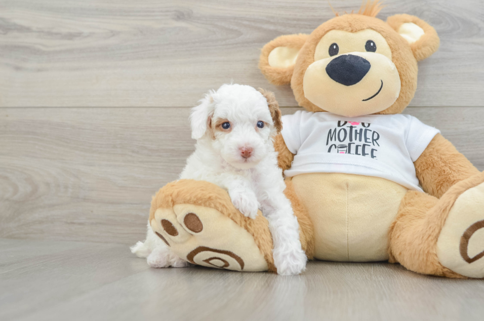 5 week old Poodle Puppy For Sale - Lone Star Pups