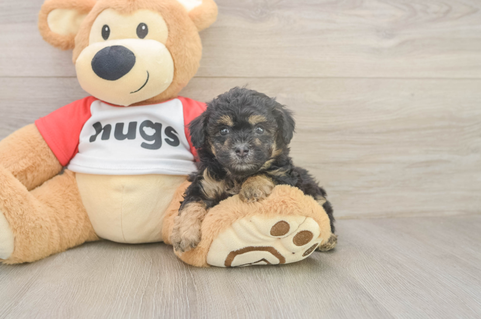 6 week old Poodle Puppy For Sale - Lone Star Pups